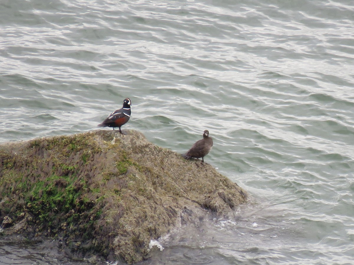 Harlequin Duck - ML565245071