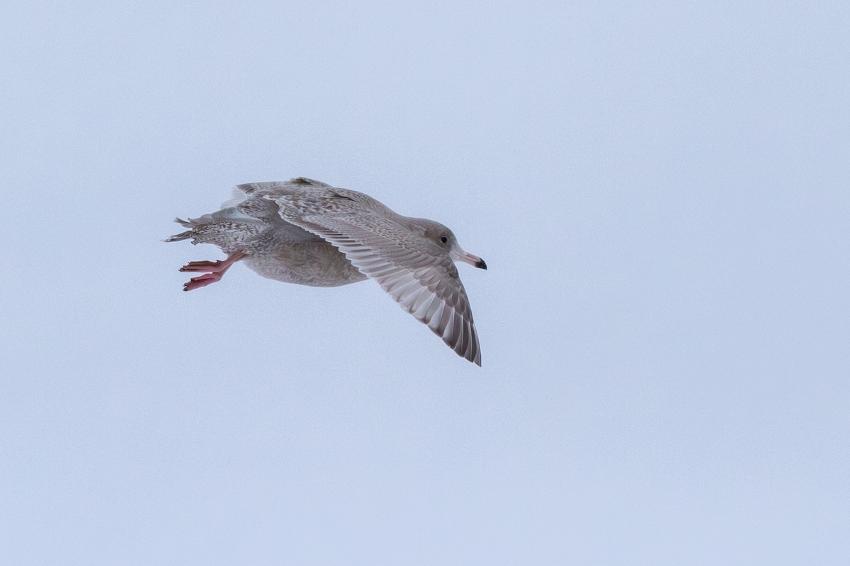 Gaviota Argéntea x Gavión Hiperbóreo (híbrido) - ML565245931