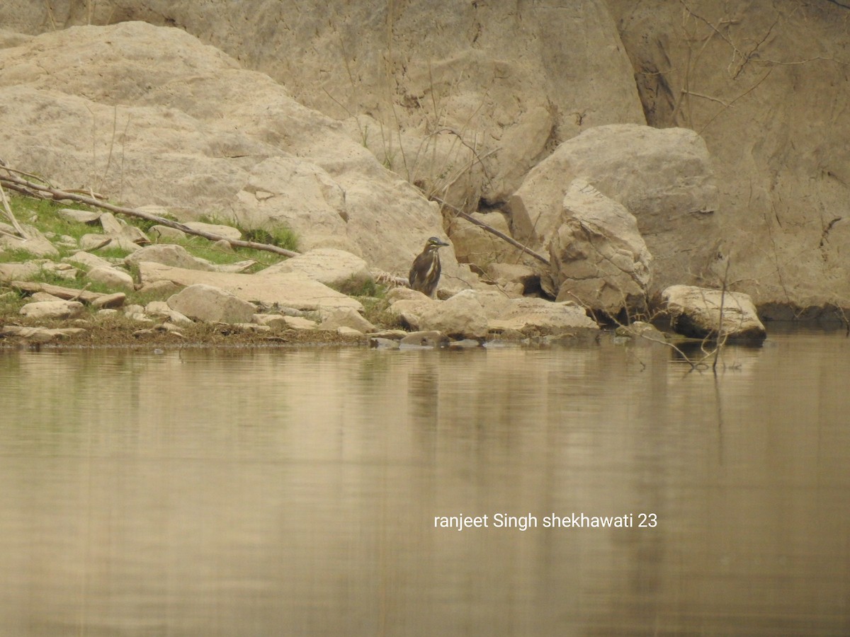 Striated Heron - Ranjeet Singh