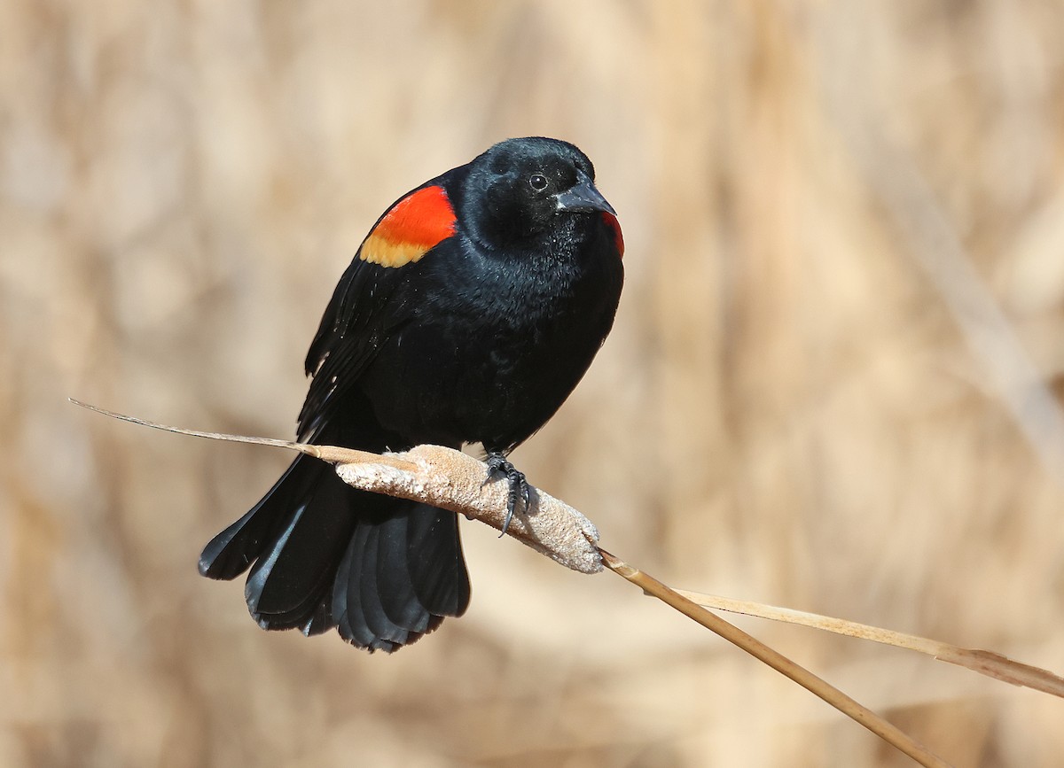 Red-winged Blackbird - ML565247591