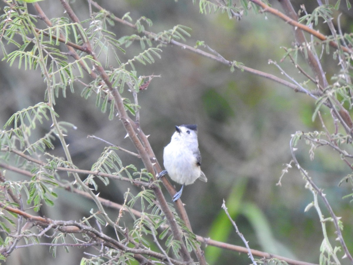 Black-crested Titmouse - ML565247861