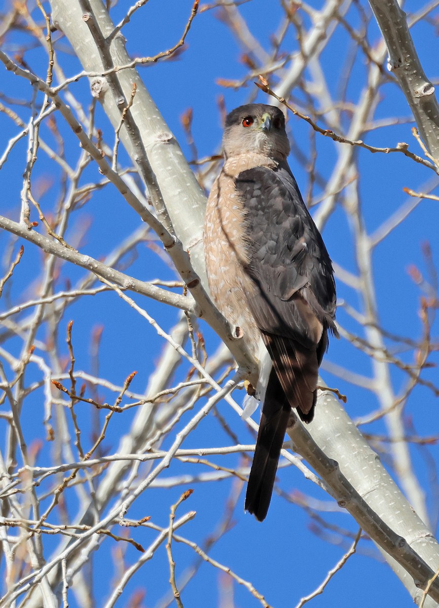 Cooper's Hawk - ML565248261