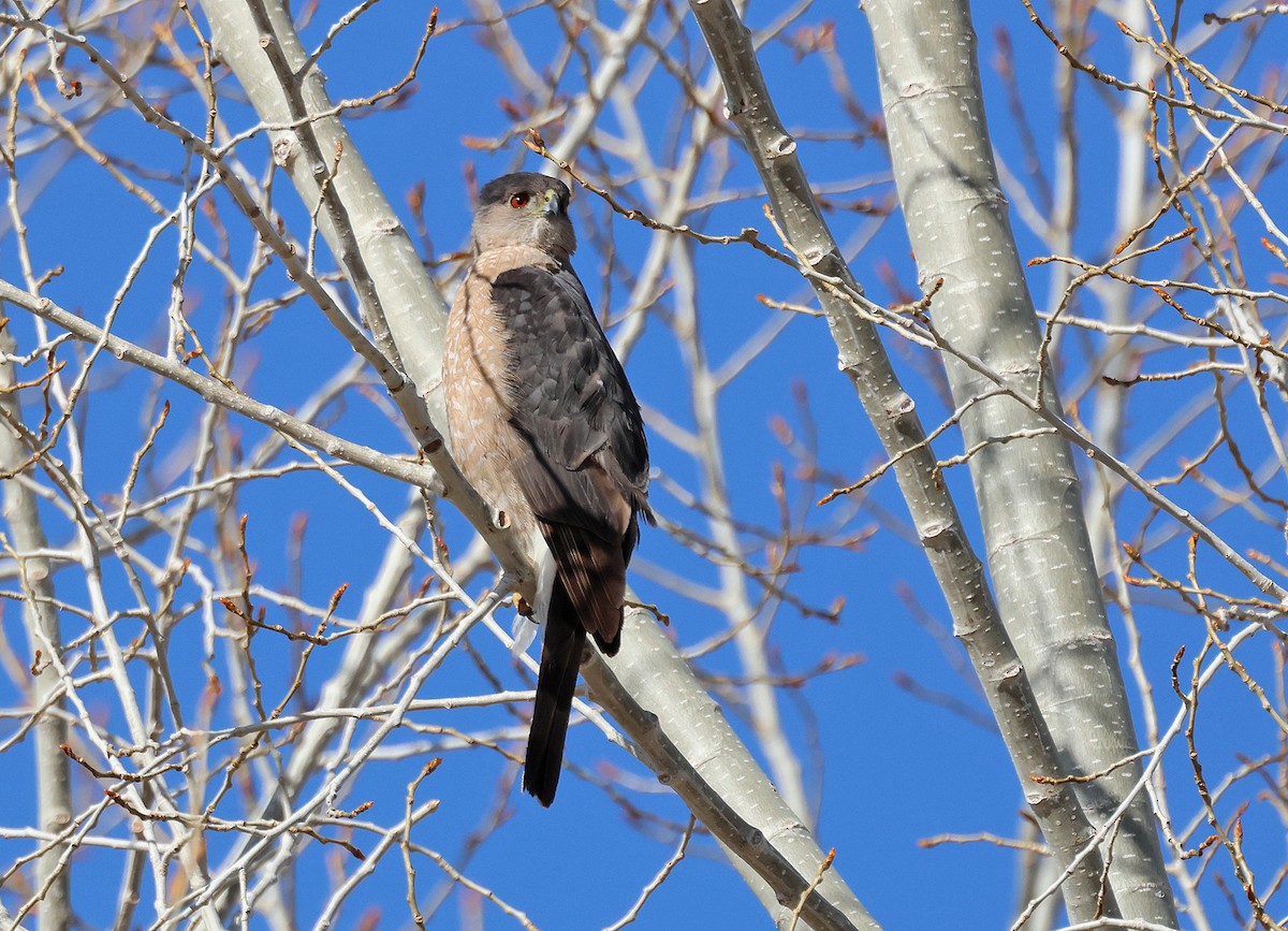 Cooper's Hawk - ML565248271