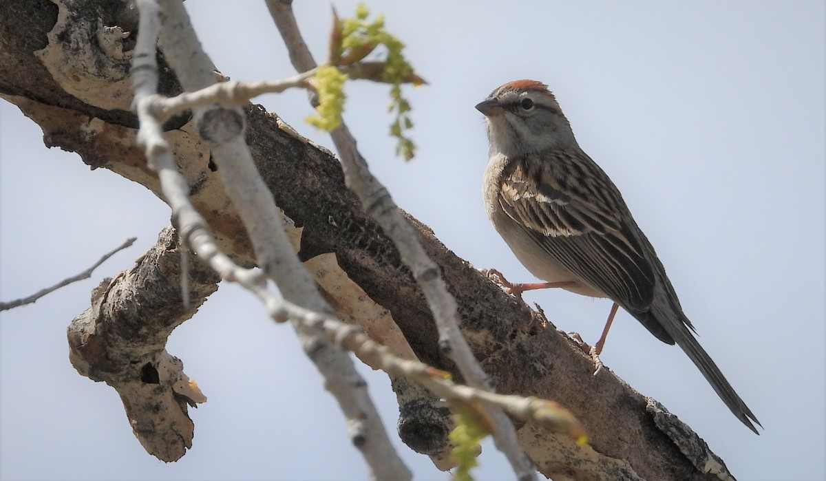 brunissespurv - ML565248311