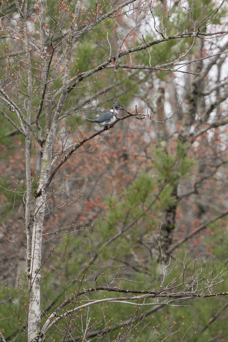 Belted Kingfisher - ML565249301