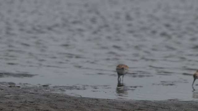 Dunlin - ML565250461