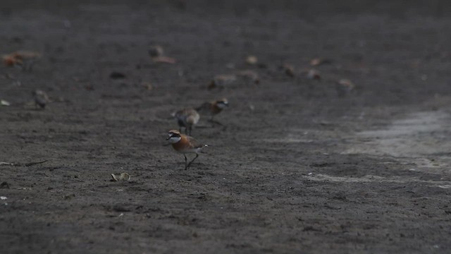 Siberian Sand-Plover - ML565250541