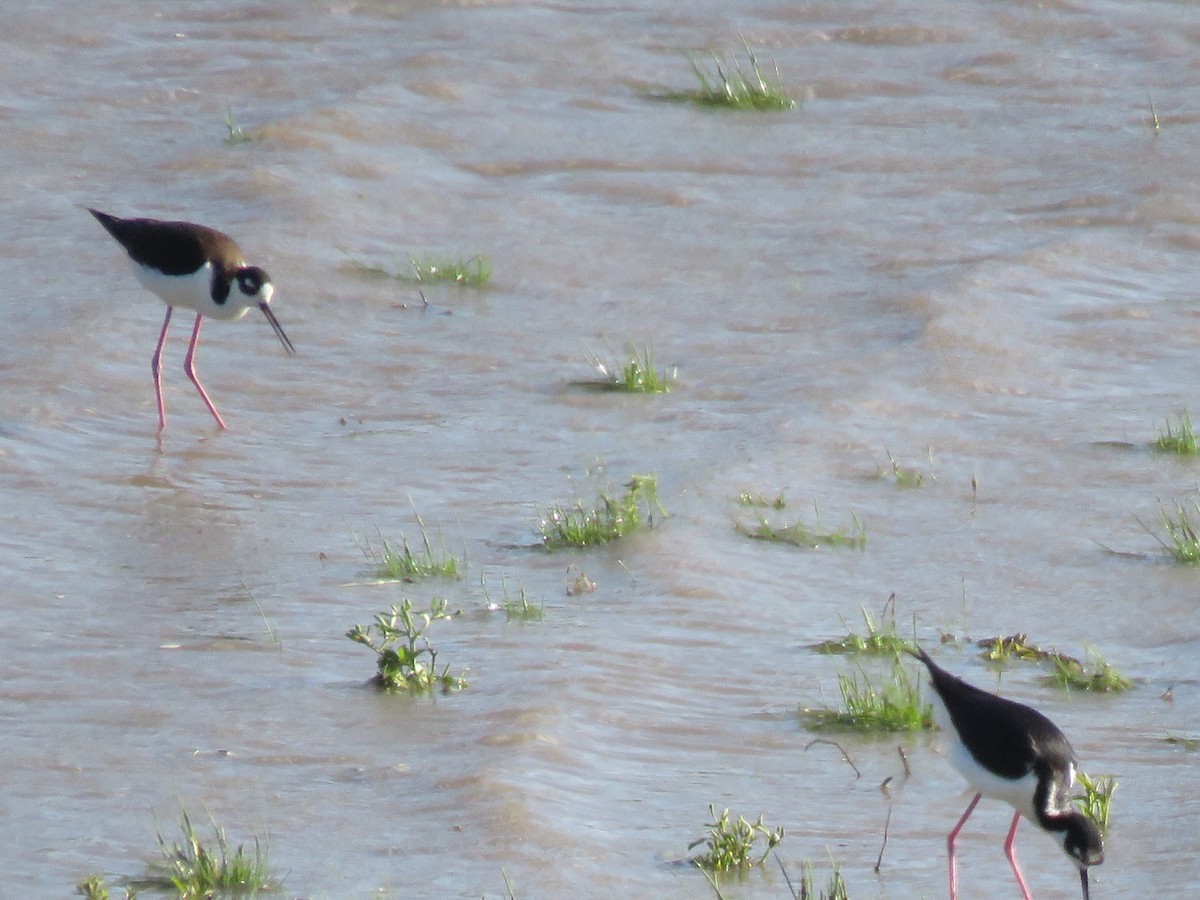 Black-necked Stilt - Nicholaus Pumphrey