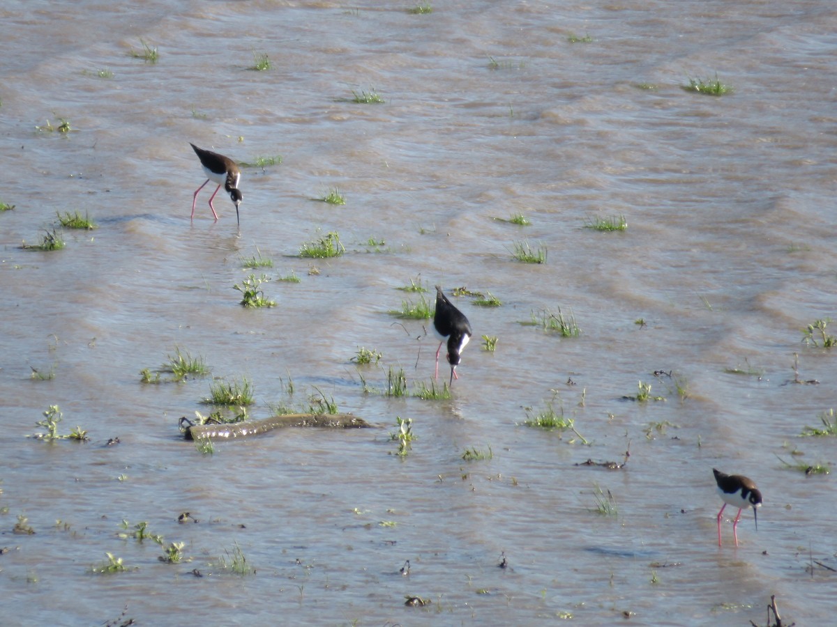 Black-necked Stilt - Nicholaus Pumphrey