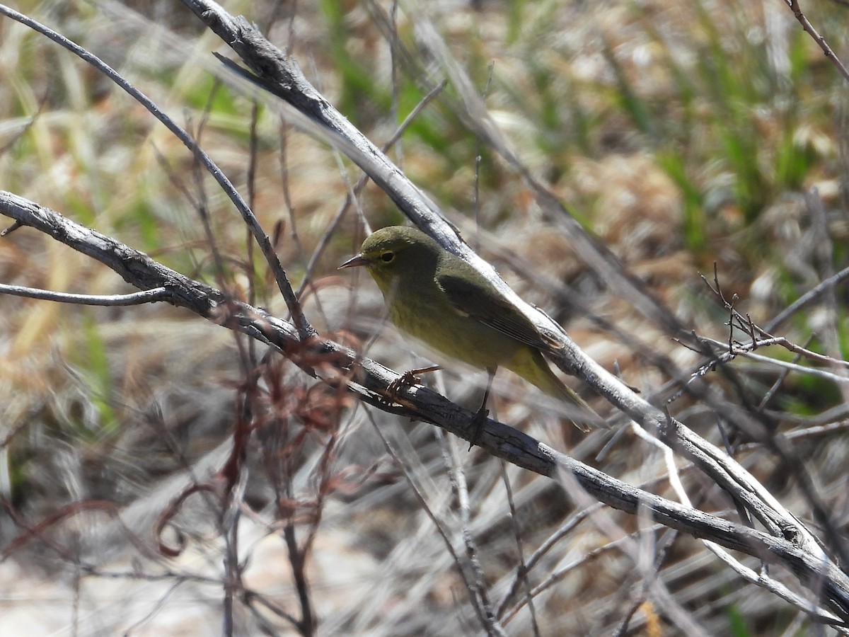 Orange-crowned Warbler - ML565251071