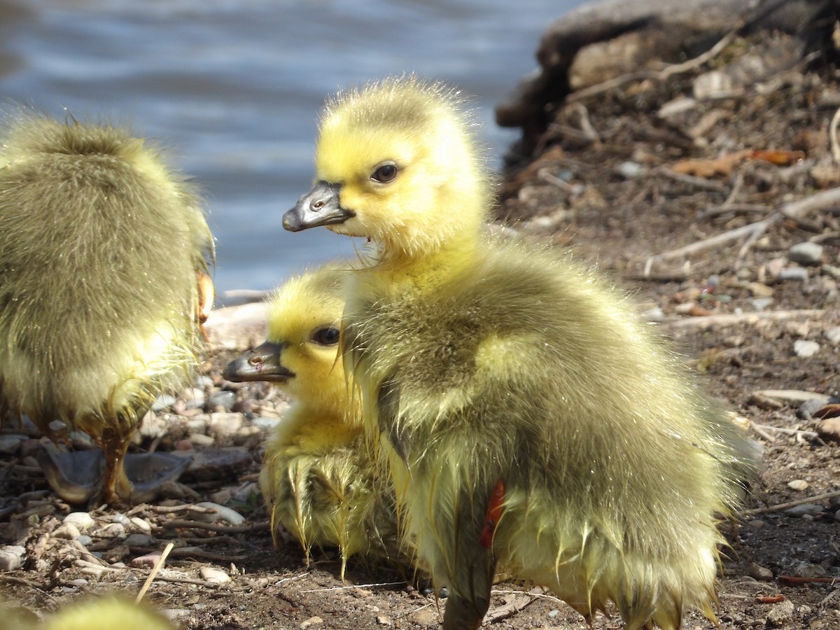 Canada Goose - ML565251221