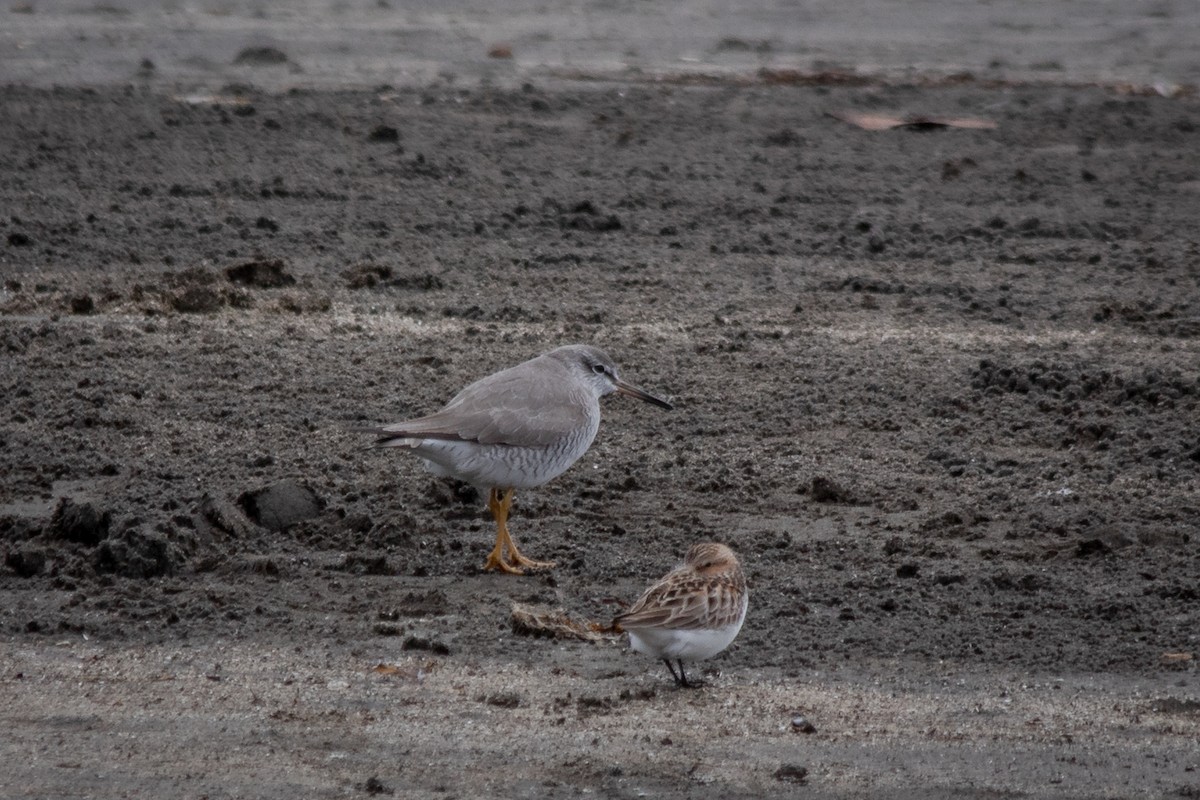 Gray-tailed Tattler - ML565251551