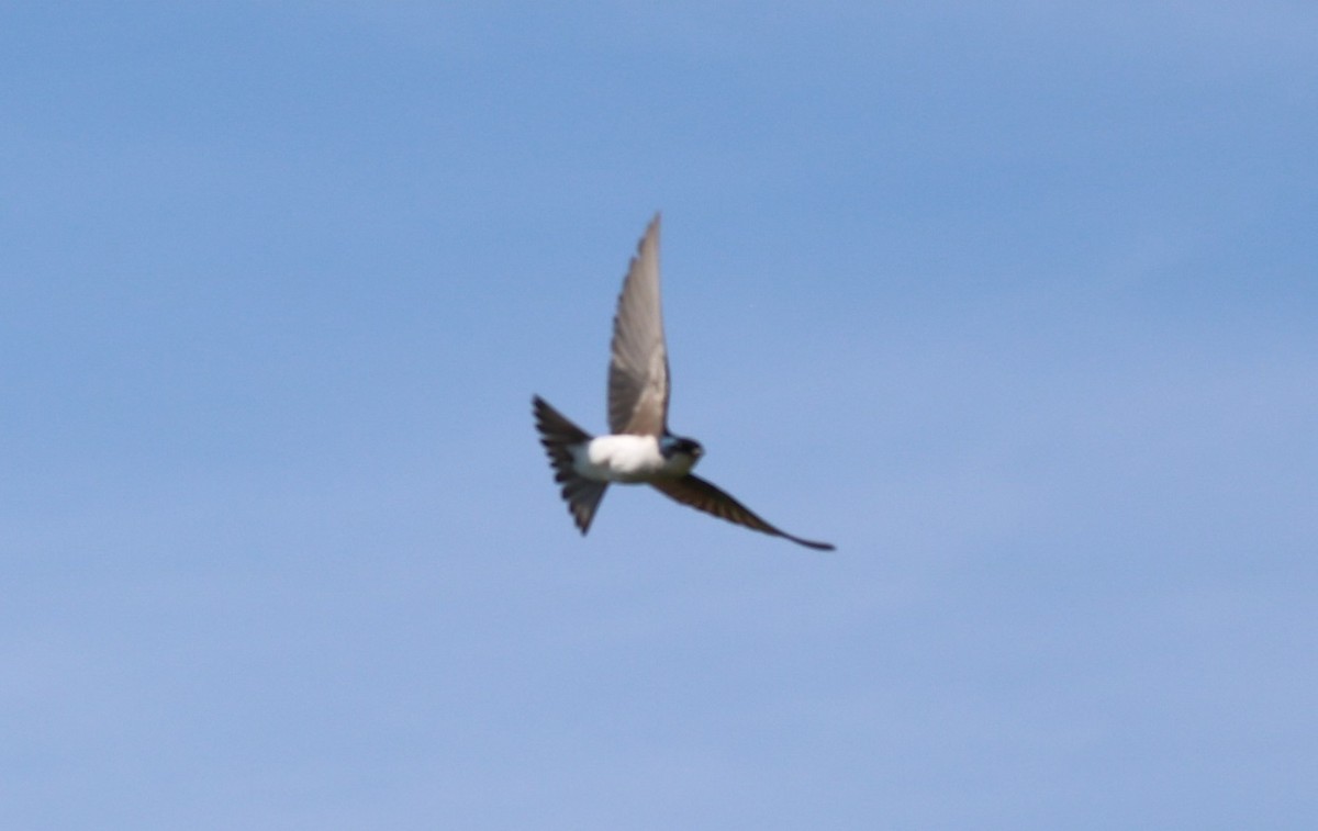 Golondrina Bicolor - ML565251561