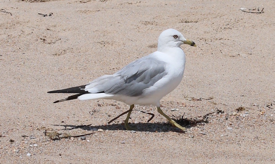 Ring-billed Gull - ML565251911