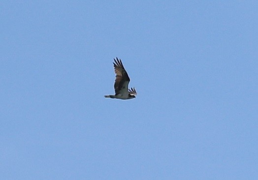 Balbuzard pêcheur - ML565251971