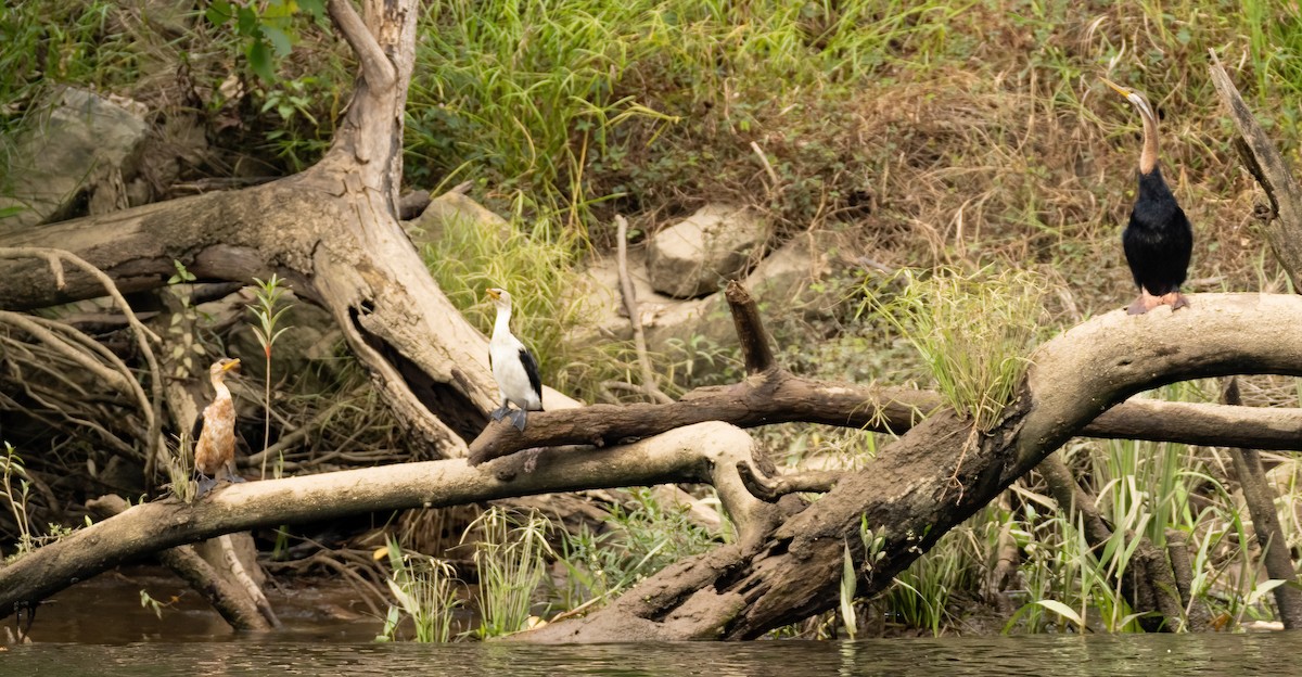 Little Pied Cormorant - ML565252441