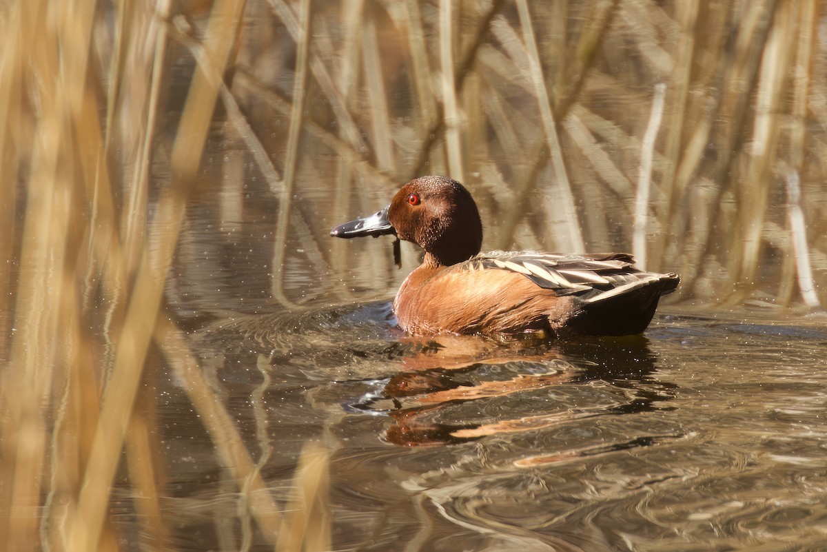 Cinnamon Teal - Len  Jellicoe