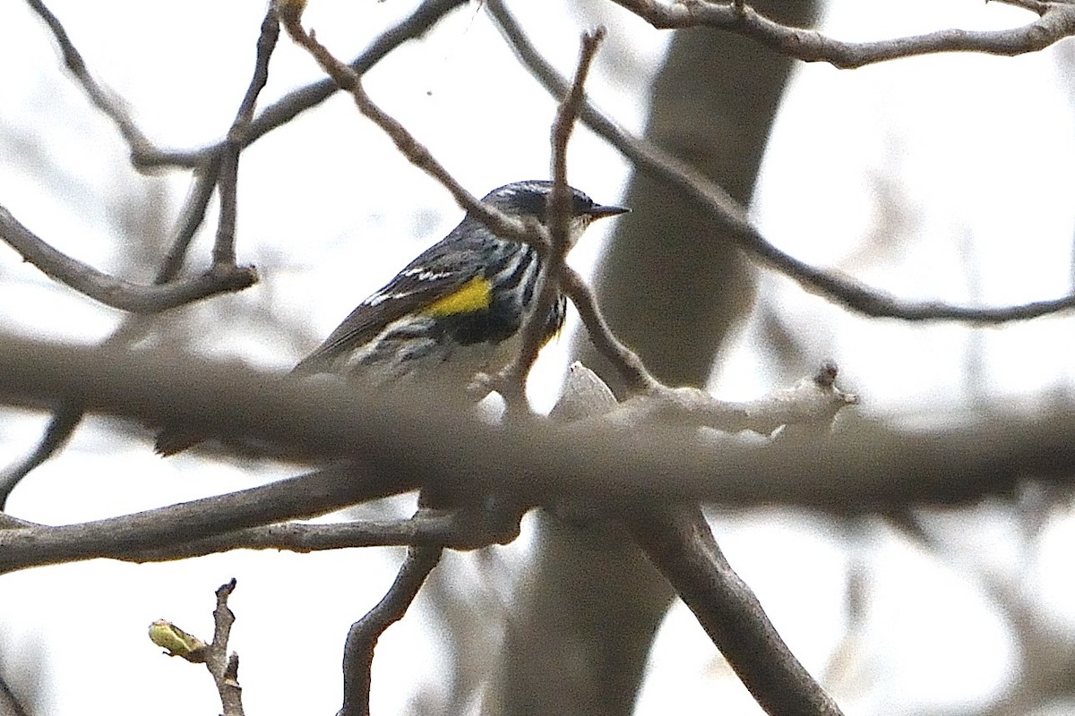 Yellow-rumped Warbler - ML565253431