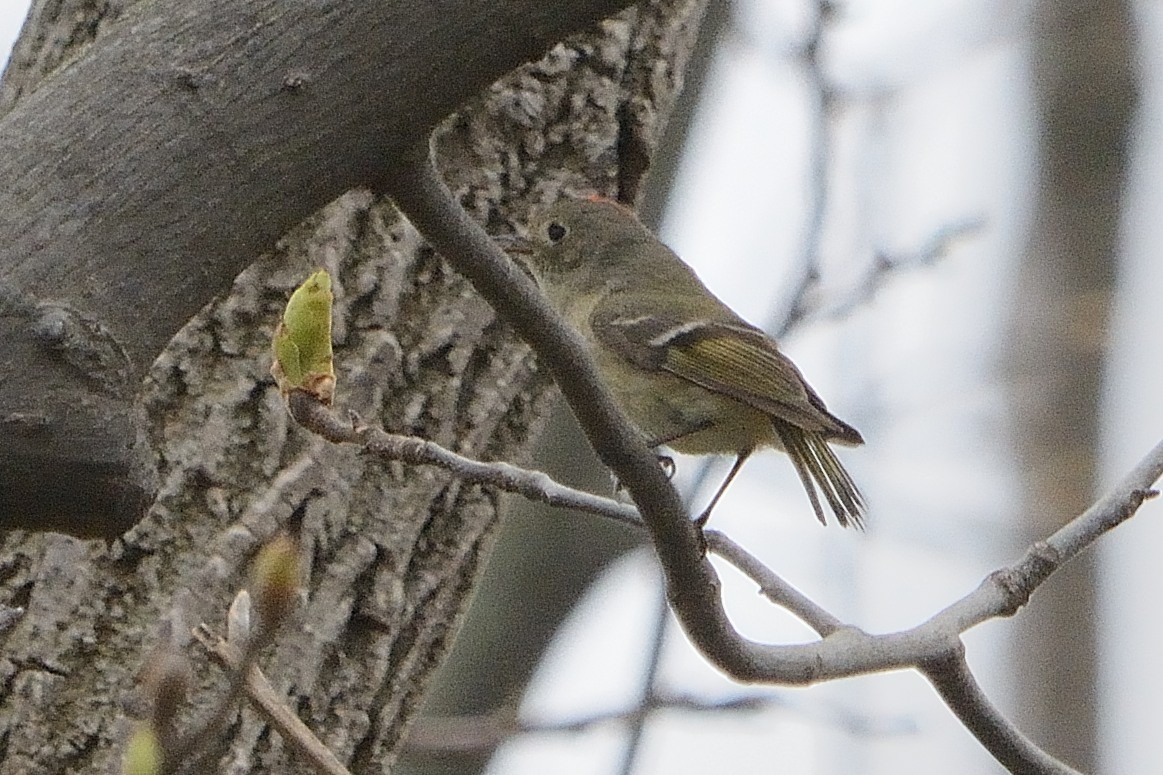 Ruby-crowned Kinglet - ML565253461