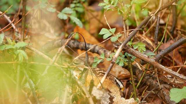 White-throated Sparrow - ML565253611