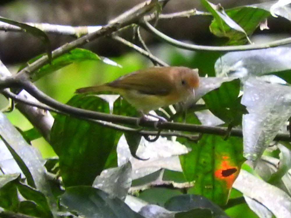 Golden-fronted Greenlet - ML565254171