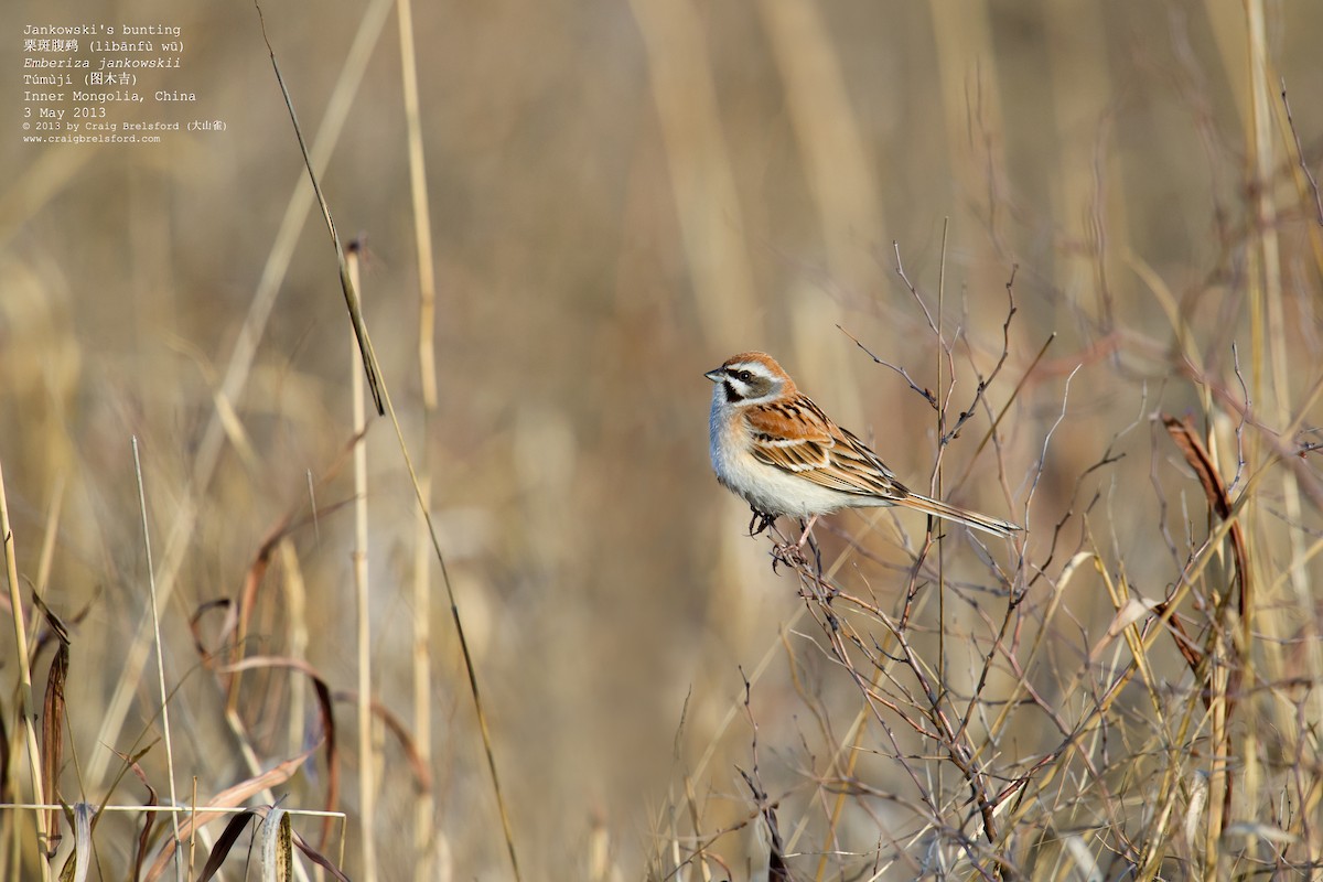 Rufous-backed Bunting - Craig Brelsford