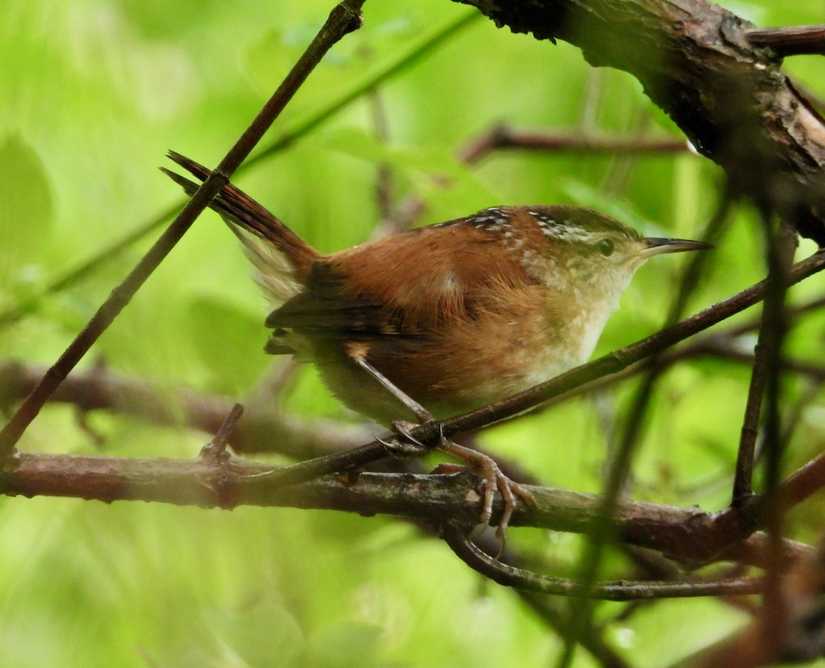 Marsh Wren - P Chappell