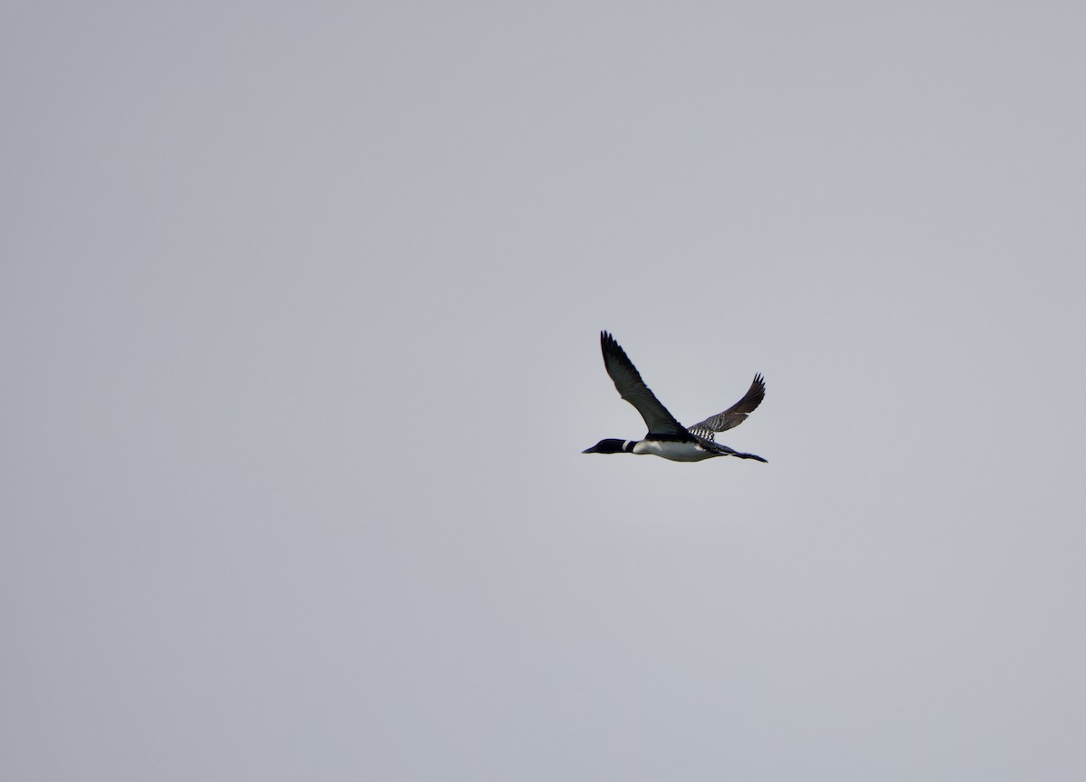 Common Loon - ML565255151