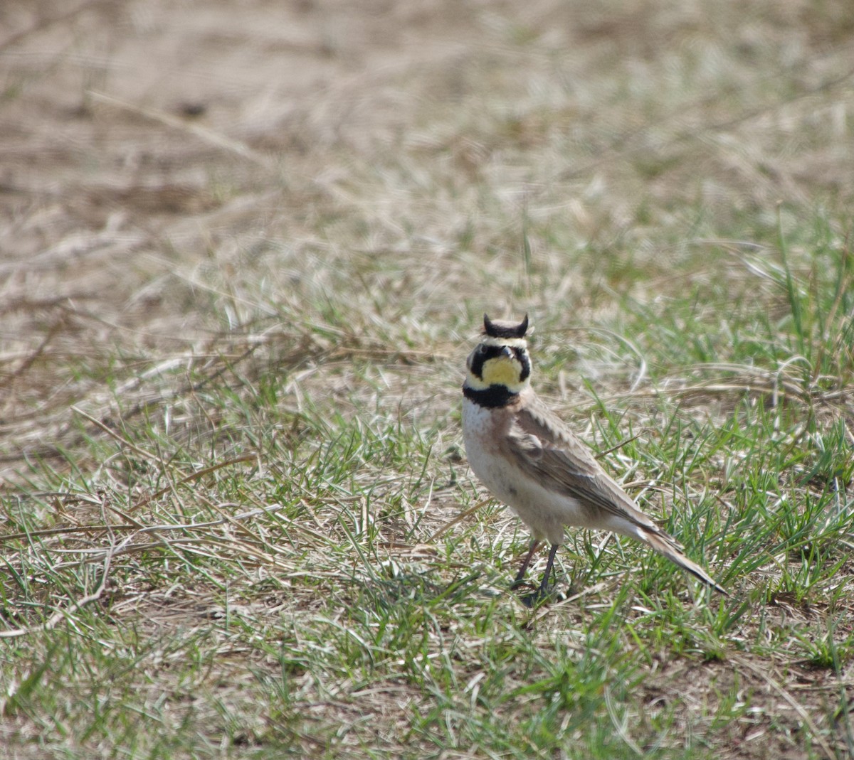 Horned Lark - Leslie Harris Jr