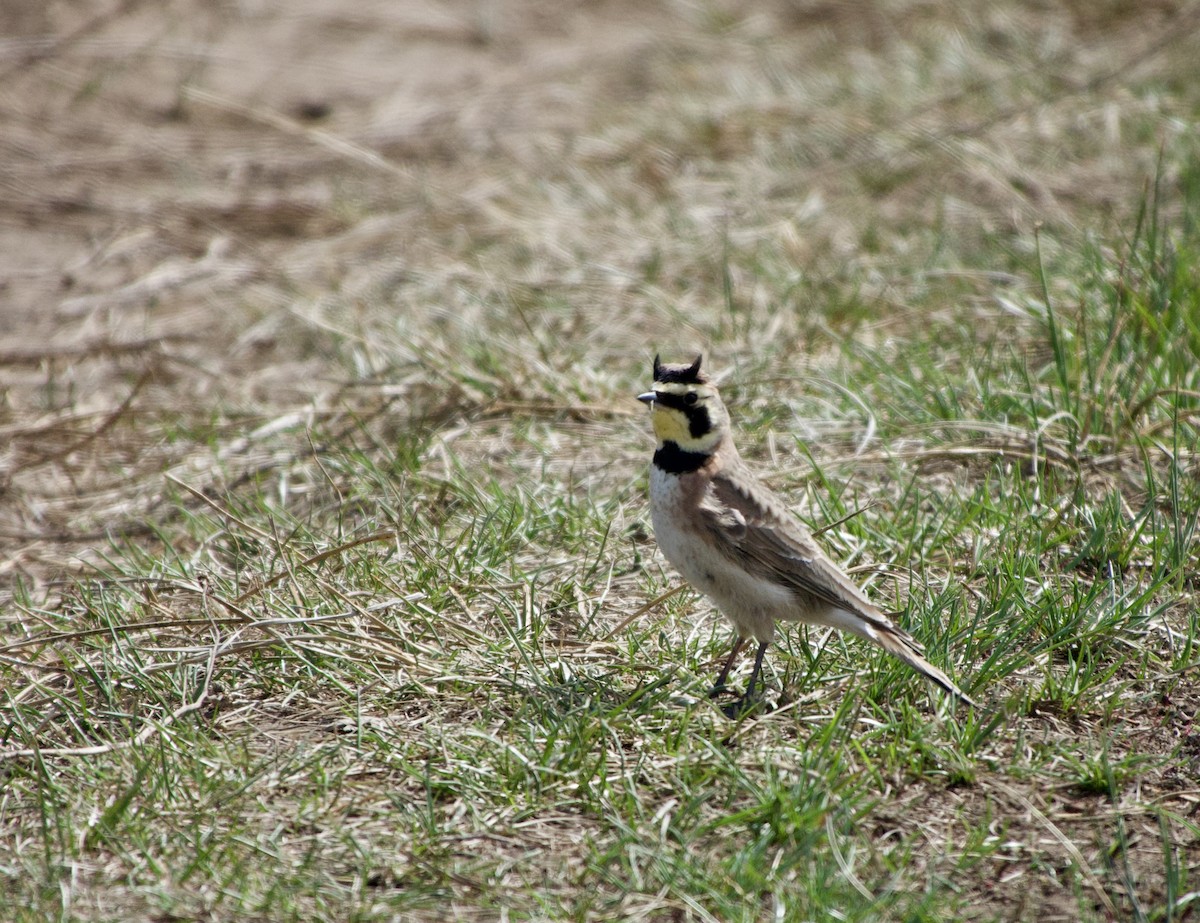 Horned Lark - ML565256121