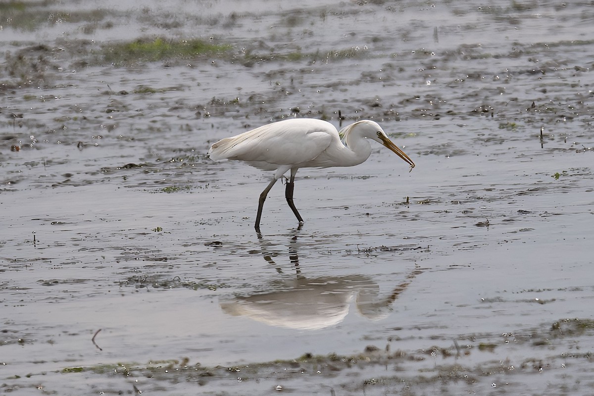 Chinese Egret - ML565256301