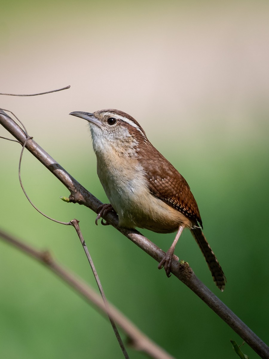 Carolina Wren - ML565256701