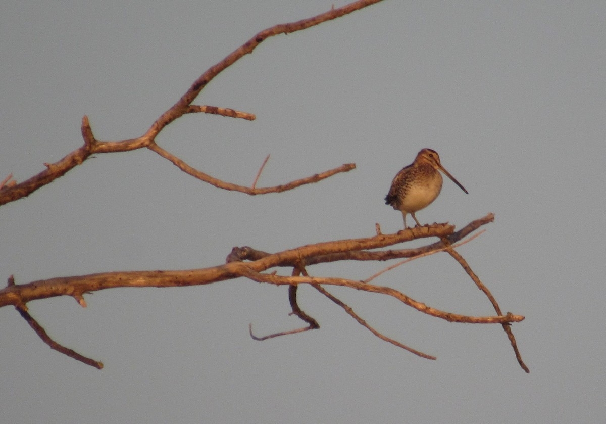 Wilson's Snipe - ML565256881