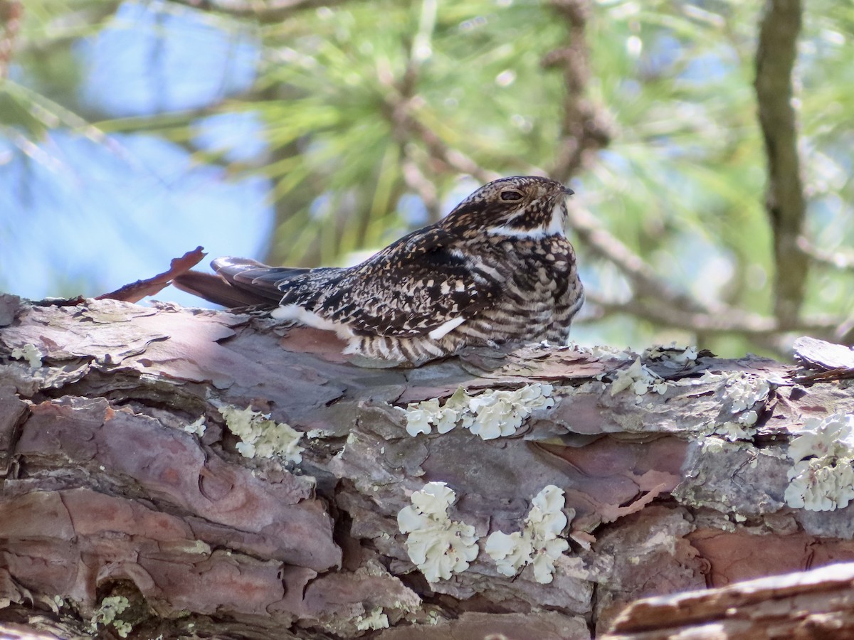 Common Nighthawk - Stephanie Parker