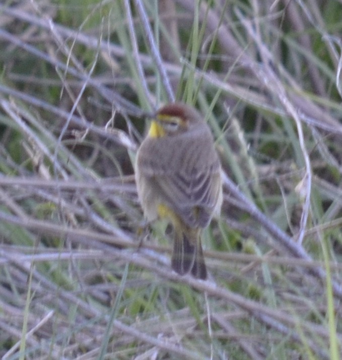 Palm Warbler - ML56525721