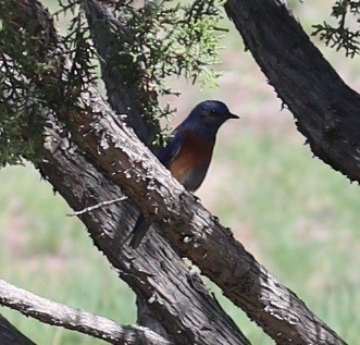 Western Bluebird - ML565257611