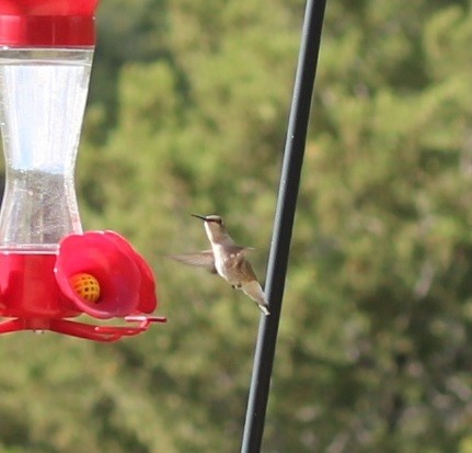 Black-chinned Hummingbird - ML565257661