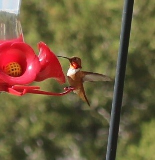 Rufous Hummingbird - ML565257721