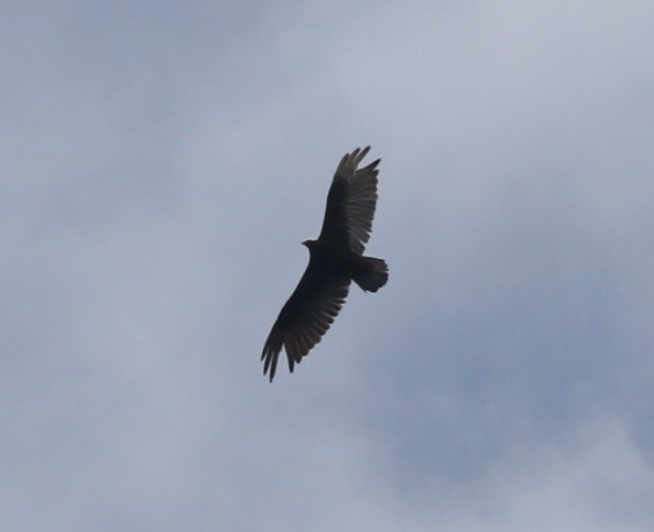 Turkey Vulture - ML565259681