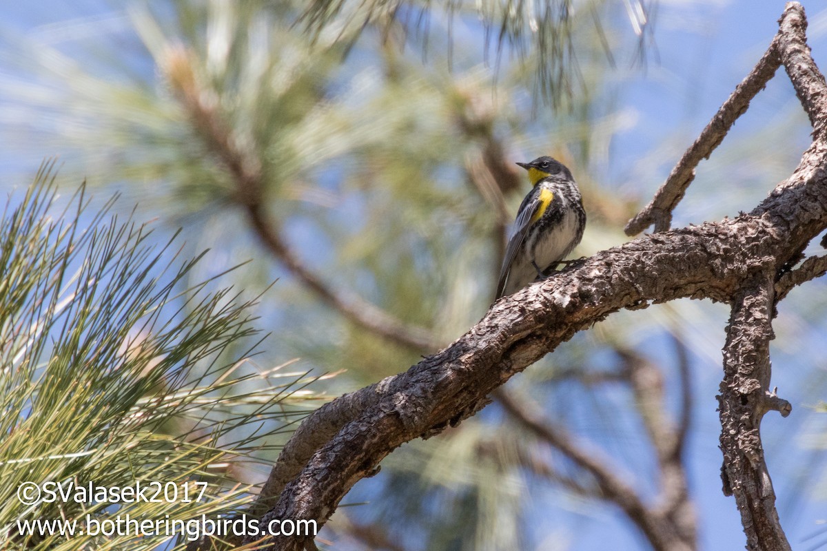 Yellow-rumped Warbler (Audubon's) - Steve Valasek