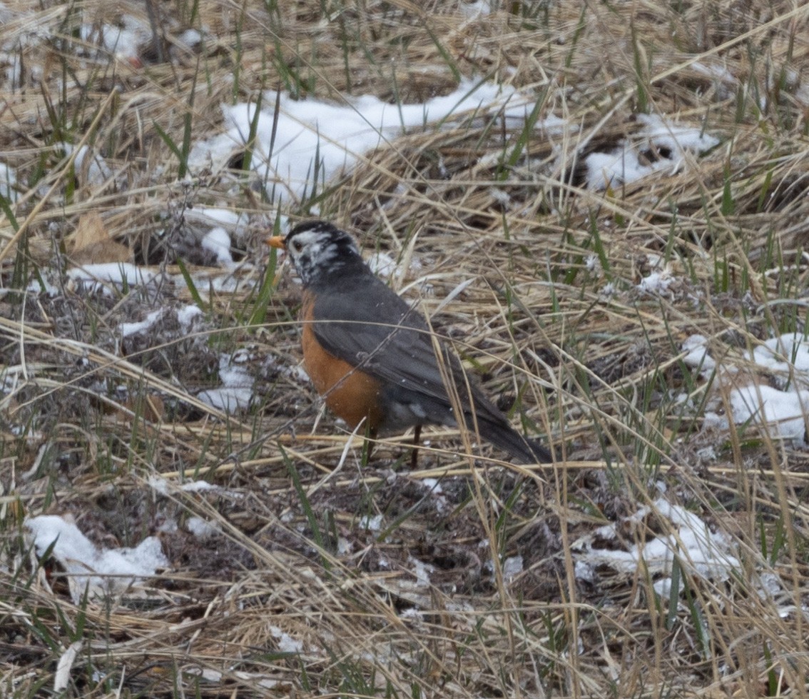 American Robin - ML565260291