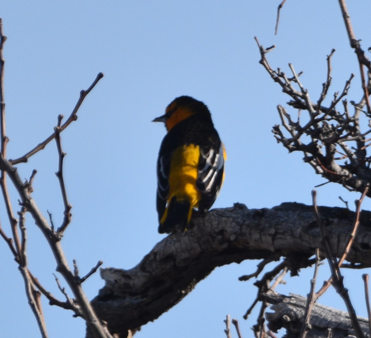 Bullock's Oriole - Peter Olsoy