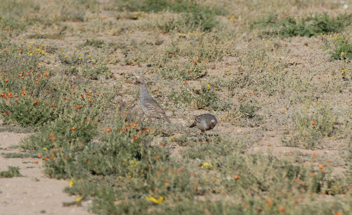 Scaled Quail - ML565262051
