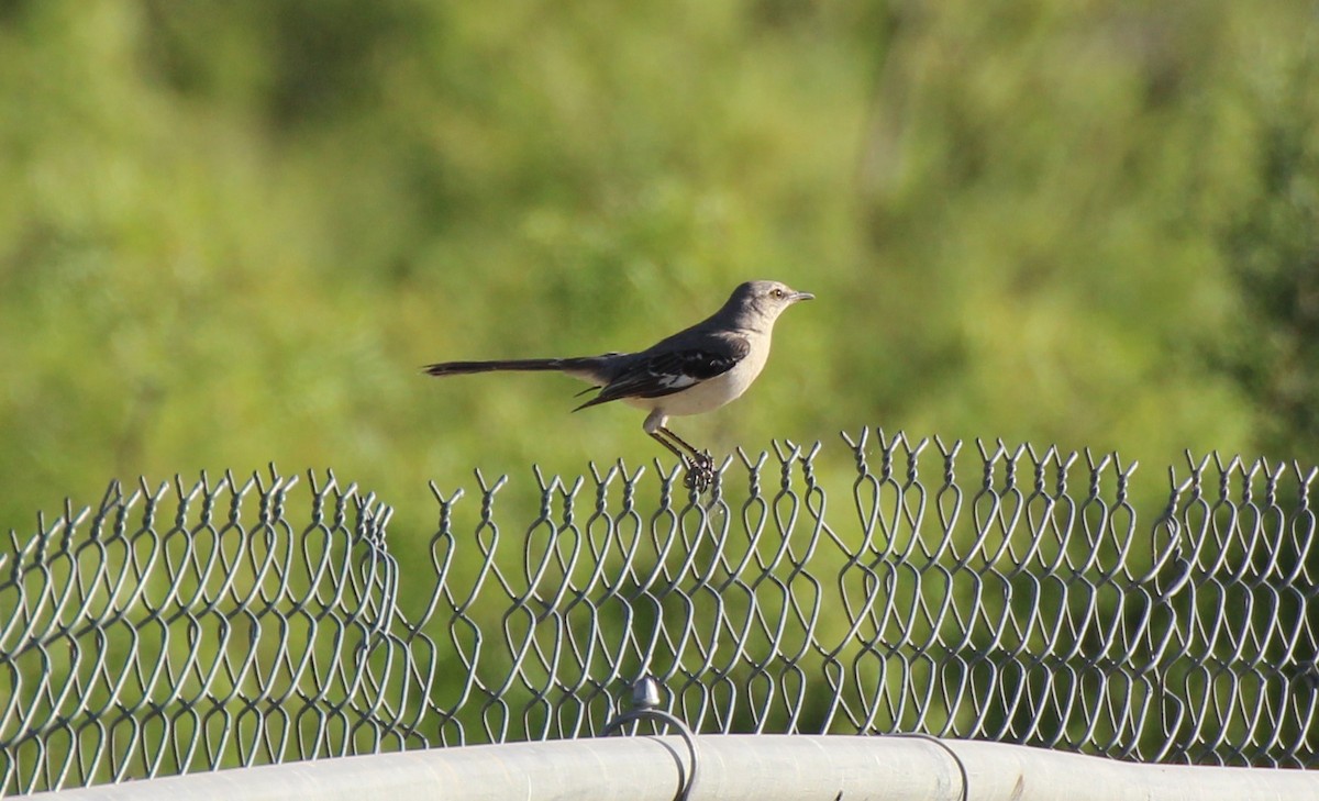 Northern Mockingbird - ML565262251