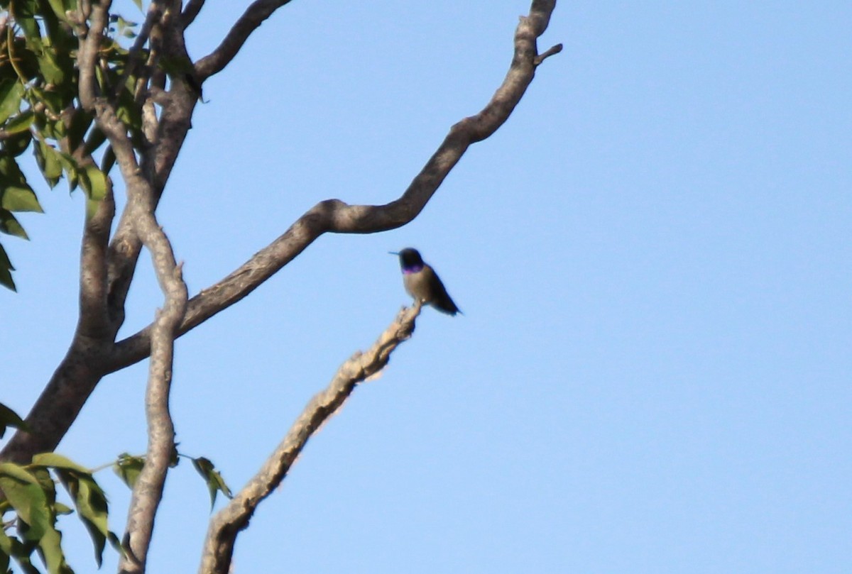 Black-chinned Hummingbird - ML565262351