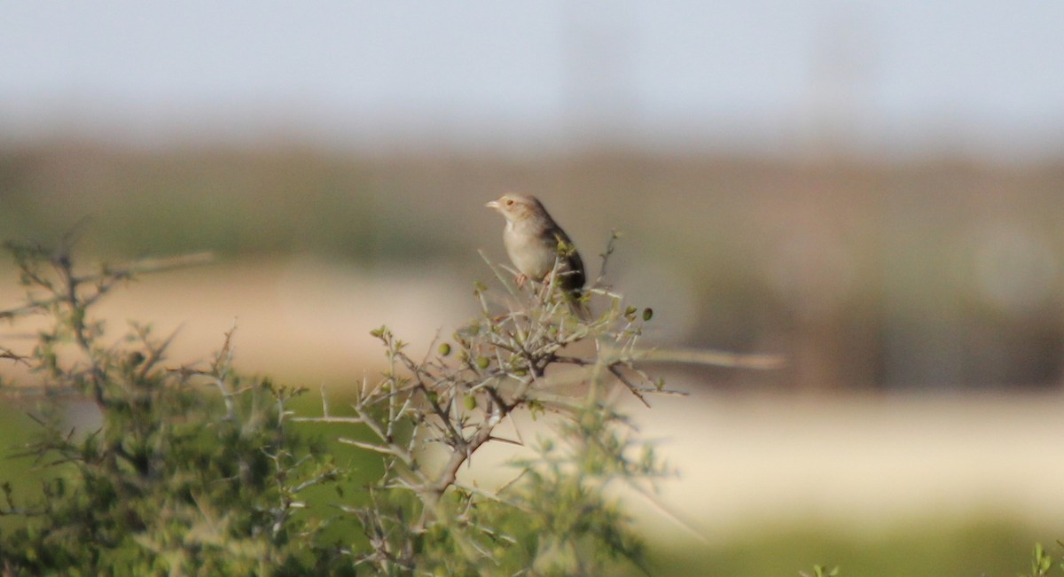 Cassin's Sparrow - ML565262601