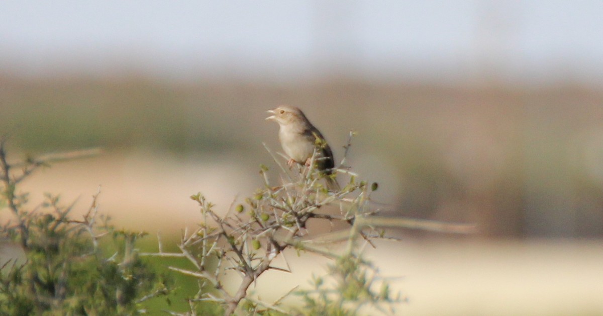 Cassin's Sparrow - ML565262791