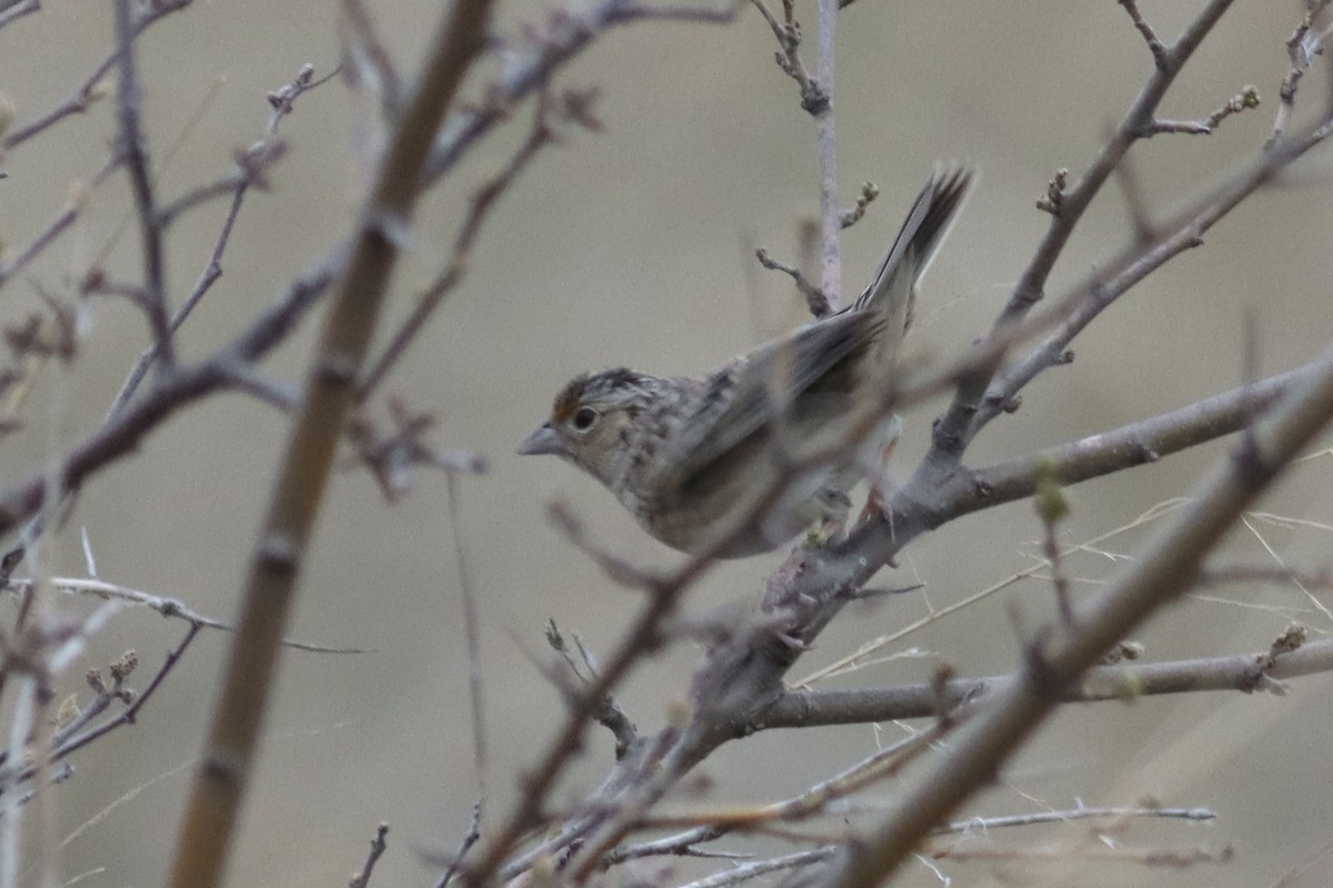 Grasshopper Sparrow - ML565262841
