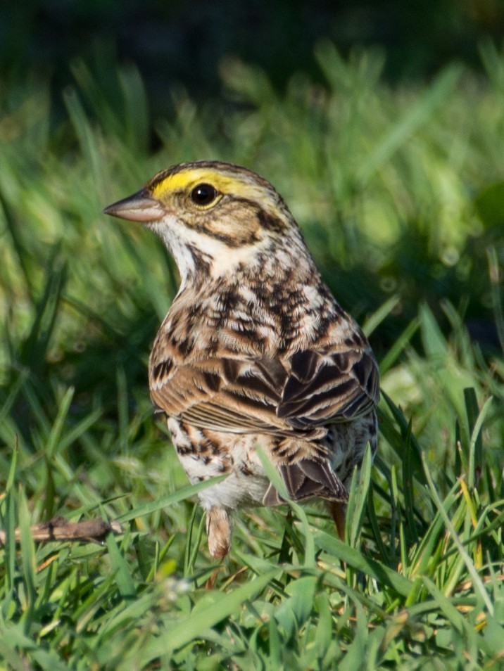 Savannah Sparrow - ML56526311