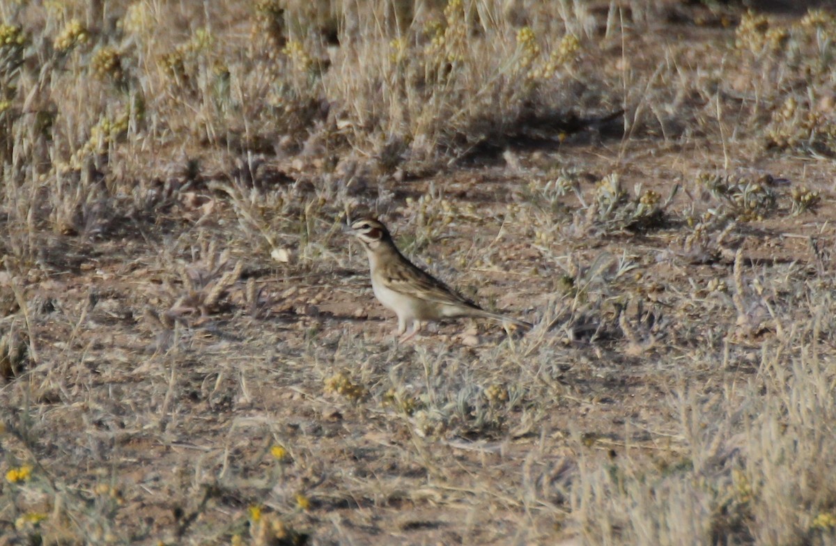 Lark Sparrow - ML565263151